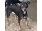 Adopt Micah a Manchester Terrier / Mixed dog in PAHRUMP, NV (39636023)