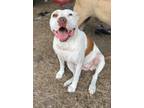 Adopt Wonder a American Pit Bull Terrier / Mixed Breed (Medium) / Mixed dog in