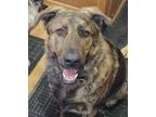 Adopt Shaggy a Brindle Dutch Shepherd / Labrador Retriever / Mixed dog in