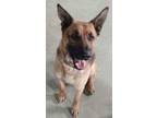 Adopt Johnny a Black - with Tan, Yellow or Fawn German Shepherd Dog / Mixed dog