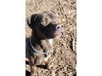 Adopt DUSTY a Black Mixed Breed (Small) / Mixed Breed (Medium) / Mixed (short