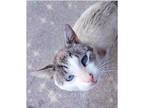 Adopt David Buley a Cream or Ivory (Mostly) Siamese (medium coat) cat in York