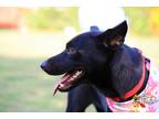 Adopt Skylar a Black Shepherd (Unknown Type) / Mixed Breed (Medium) / Mixed dog