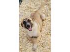 Adopt Josie a Brown/Chocolate - with Black Anatolian Shepherd / Mixed dog in