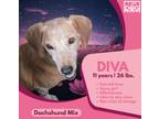 Adopt Diva a Tan/Yellow/Fawn Dachshund / Mixed Breed (Medium) / Mixed dog in