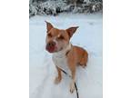 Adopt Chicky a Brown/Chocolate American Pit Bull Terrier / Mixed Breed (Medium)