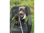 Adopt Capone a Gray/Silver/Salt & Pepper - with White Staffordshire Bull Terrier