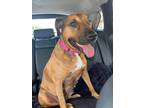Adopt Sadie a Red/Golden/Orange/Chestnut - with White Bloodhound / Black Mouth