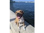 Adopt Buzz a Tan/Yellow/Fawn - with White Boxer / American Pit Bull Terrier /