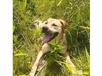 Adopt Sophia a Brown/Chocolate - with White American Pit Bull Terrier / Great