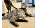 Adopt Rogue a Domestic Mediumhair / Mixed (short coat) cat in Tiffin