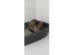 Adopt Jabba a American Shorthair / Mixed (medium coat) cat in Van Wert