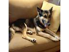 Adopt Eli a Black - with Brown, Red, Golden, Orange or Chestnut German Shepherd