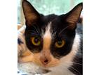 Adopt Gatsby a White (Mostly) Domestic Shorthair cat in Wake Forest