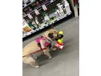 Adopt Josie a Tan/Yellow/Fawn - with Black Black Mouth Cur / Mixed dog in