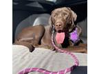 Adopt Logan a Brown/Chocolate Labrador Retriever / Mixed dog in San Francisco