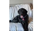 Adopt Mikey a Black Labrador Retriever / Mixed dog in San Francisco