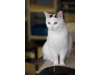 Adopt Gisele a White (Mostly) Domestic Shorthair (short coat) cat in Lombard