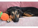 Adopt Harlow a Black - with Tan, Yellow or Fawn Shepherd (Unknown Type) / Mixed