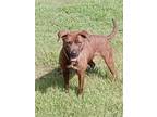 Adopt Roxy a Brindle Pit Bull Terrier / Labrador Retriever dog in Lexington