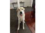 Adopt Charlie a White Akbash / Mixed dog in Colorado Springs, CO (40403374)