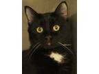 Adopt Dilly a Black (Mostly) Domestic Shorthair (short coat) cat in Savannah