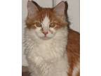 Adopt August a Orange or Red (Mostly) Domestic Longhair (long coat) cat in