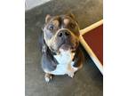 Adopt Chopper a Merle Mixed Breed (Small) / Mixed Breed (Medium) / Mixed (short