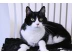Adopt Malachi a All Black Domestic Shorthair / Mixed Breed (Medium) / Mixed