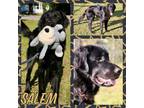 Adopt Salem a Black Flat-Coated Retriever / Mixed dog in Grand Bay