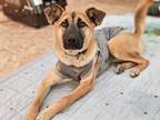 Adopt Jupiter a Tan/Yellow/Fawn - with Black Jindo / Mixed dog in LA