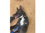 Adopt Ridge a Black - with White Australian Kelpie / Terrier (Unknown Type