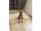 Adopt Georgia a Red/Golden/Orange/Chestnut Rat Terrier / Mixed Breed (Small) /
