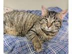 Adopt Gale a Domestic Shorthair / Mixed (short coat) cat in Fremont