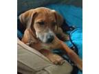 Adopt Rukus a Tan/Yellow/Fawn Black Mouth Cur / Mixed Breed (Medium) / Mixed dog
