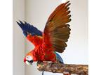 Adopt Havana a Macaw bird in Elizabeth, CO (40377772)