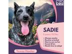 Adopt Sadie a Merle Texas Heeler / Australian Cattle Dog / Mixed dog in