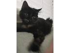 Adopt Snowball, sunny a Tortoiseshell Cymric / Mixed (medium coat) cat in