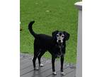 Adopt Ranger a Black - with White Beagle / Labrador Retriever / Mixed dog in