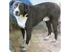 Adopt King a Black - with White Labrador Retriever / Australian Shepherd / Mixed
