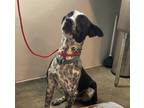 Adopt Duke a Black - with White Australian Cattle Dog / Feist / Mixed dog in