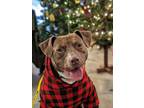 Adopt EARL - IN FOSTER a Brown/Chocolate Pointer / Mixed Breed (Medium) / Mixed
