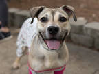 Adopt SUE - IN FOSTER a Tan/Yellow/Fawn Black Mouth Cur / Mixed Breed (Medium) /