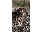Adopt Bacon a Brown/Chocolate German Shepherd Dog / Mixed Breed (Medium) / Mixed