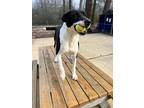 Adopt Simon a Terrier (Unknown Type, Small) / Labrador Retriever / Mixed dog in