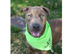 Adopt Topaz a Brindle - with White American Staffordshire Terrier / Belgian