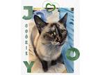 Adopt Cookie a Cream or Ivory Siamese (short coat) cat in Harrisburg