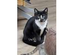 Adopt Ruthie a Black & White or Tuxedo Domestic Shorthair (short coat) cat in