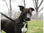 Adopt Kelly a Black Golden Retriever / Mixed Breed (Medium) / Mixed (short coat)