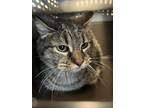 Adopt Stripes a Brown Tabby Domestic Shorthair / Mixed Breed (Medium) / Mixed